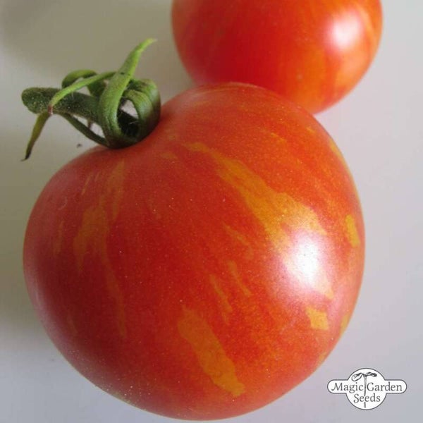 Tomate Tiger Tom