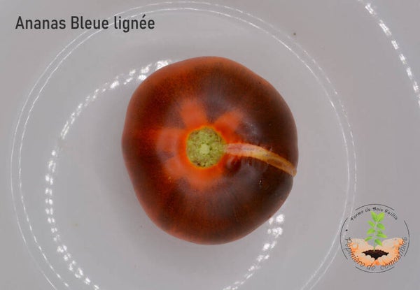 Ananas Bleue Lignée
