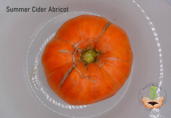 Summer Cider Apricot (feuillage pomme de terre)