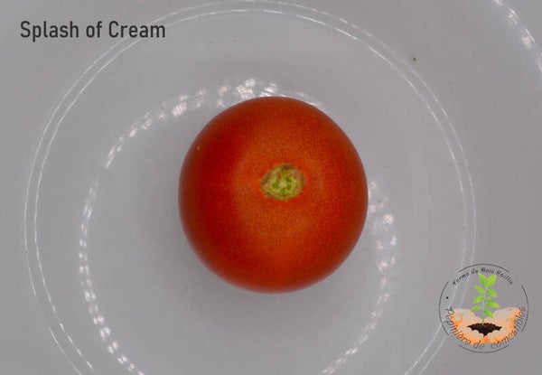 Splash of cream (feuillage panaché)
