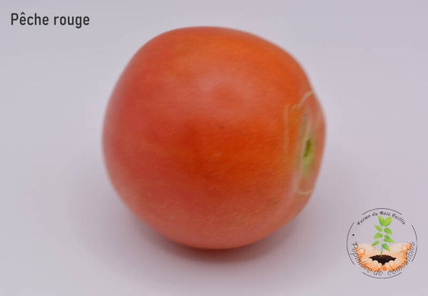 Pêche rouge