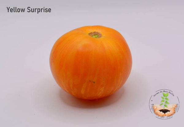 Tomate Yellow Surprise (feuillage panaché)