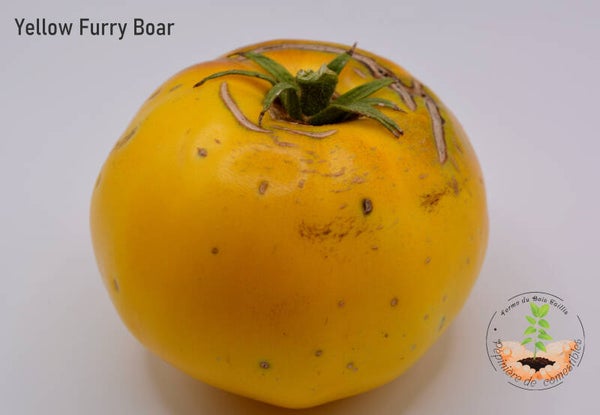 Tomate Yellow Furry Boar graines