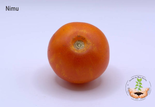 Nimu (feuillage panaché)