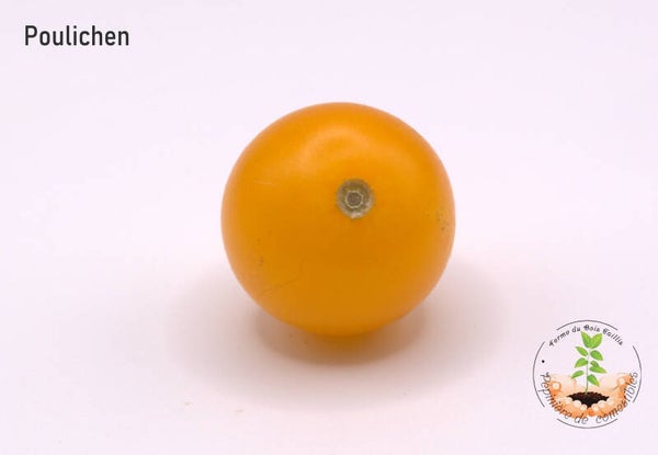 Paulichen