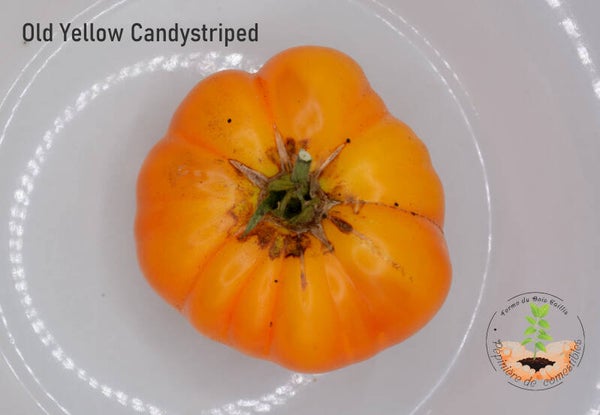 Tomate Old Yellow Candystripe