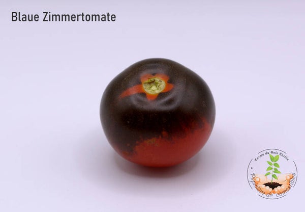 Blau Zimmertomate