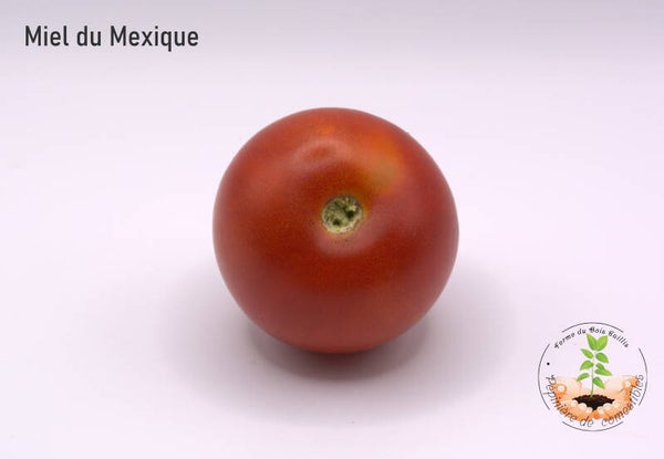 Tomate cerise Miel du Mexique