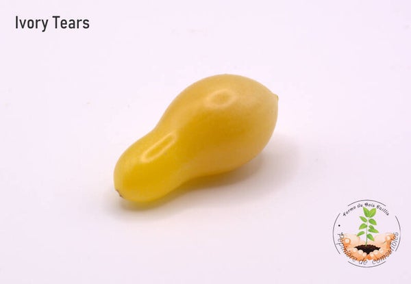 Ivory Tears