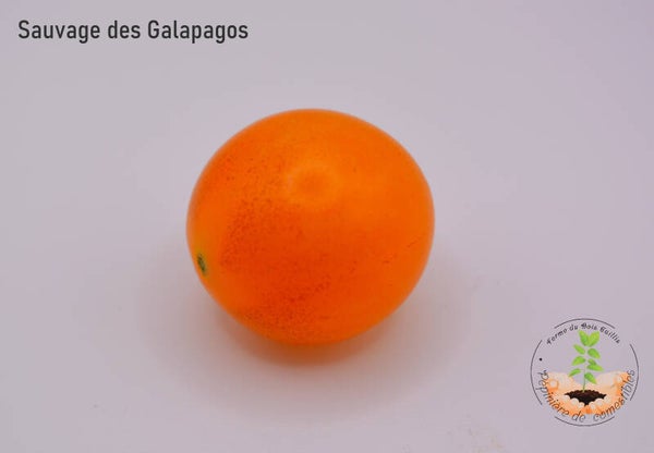 Sauvage des galapagos