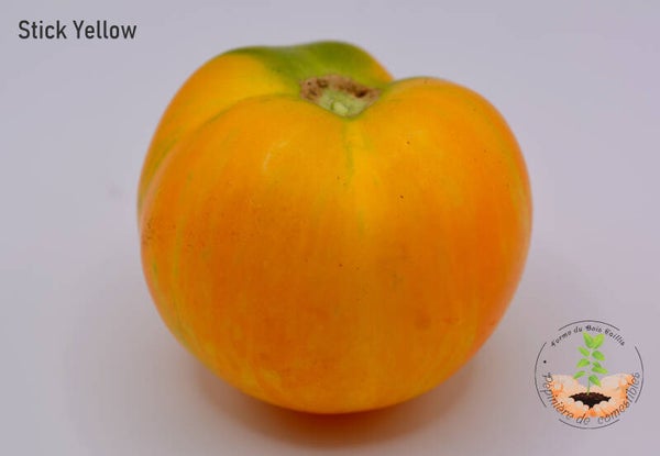 Stick Yellow (Feuillage pompon)