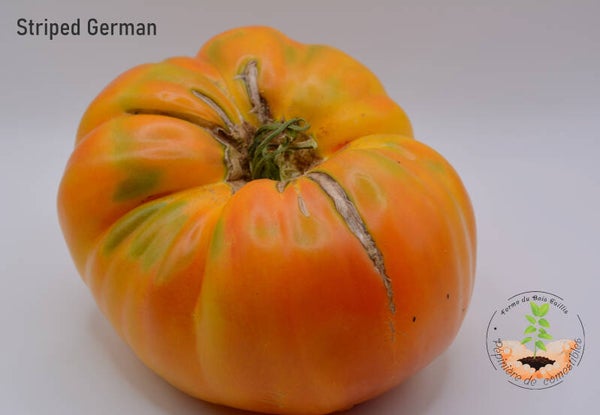 Striped German