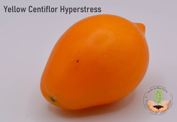 Yellow Centiflor Hypertress Cherry