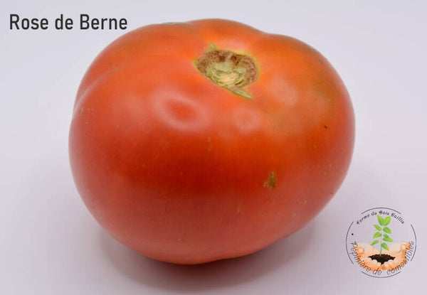 Rose de Berne