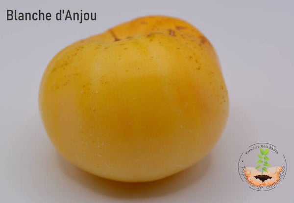 Blanche d'Anjou
