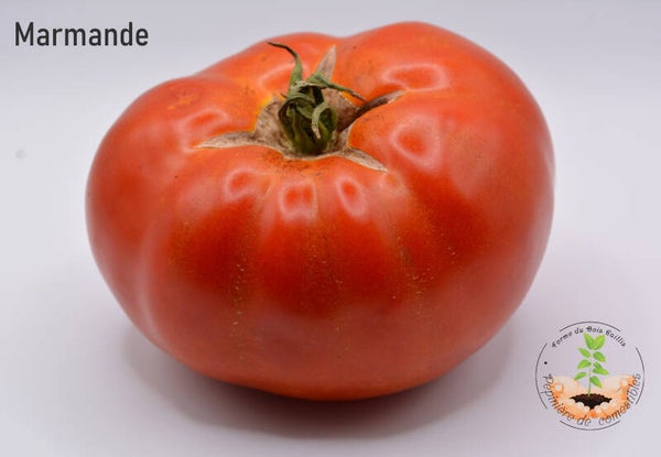 Marmande
