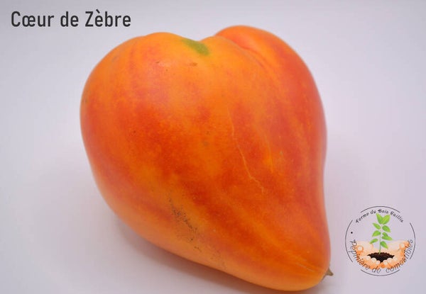 Coeur de Zèbre