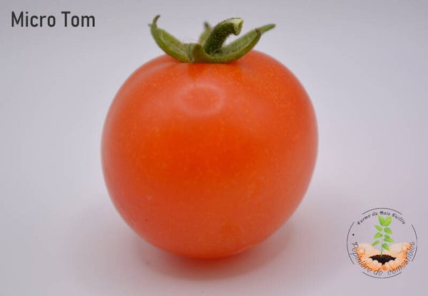 Micro Tom