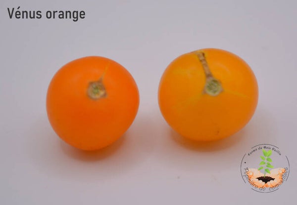 Venus orange