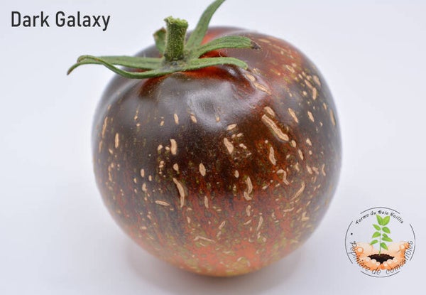 Dark Galaxy