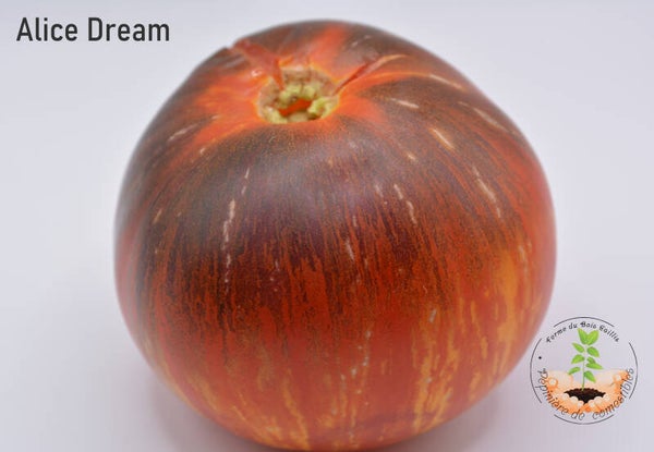 Tomate Alice's dream graines