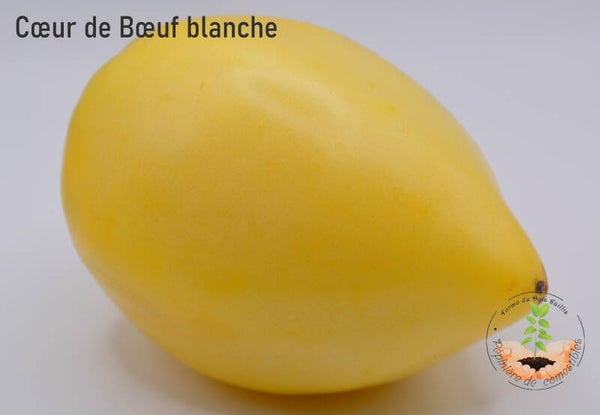 Cœur de bœuf blanche