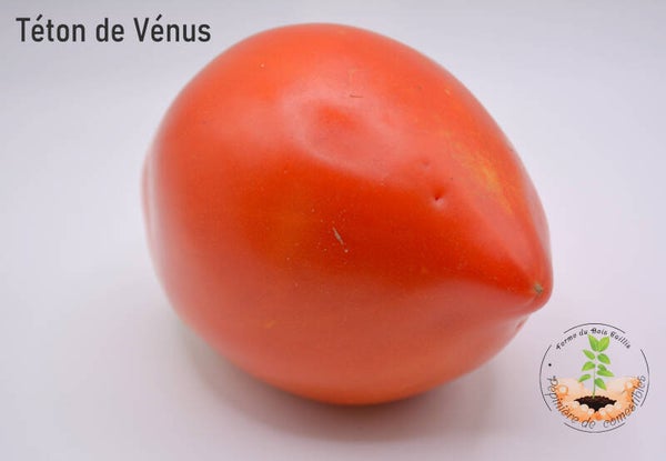 Téton de Venus