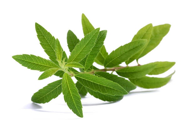Verveine citronnelle fraiche