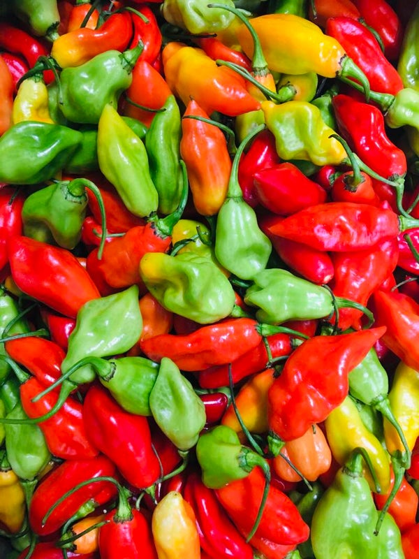 Piment végétarien (Copie)