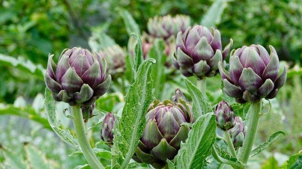 Artichaut violet de provence