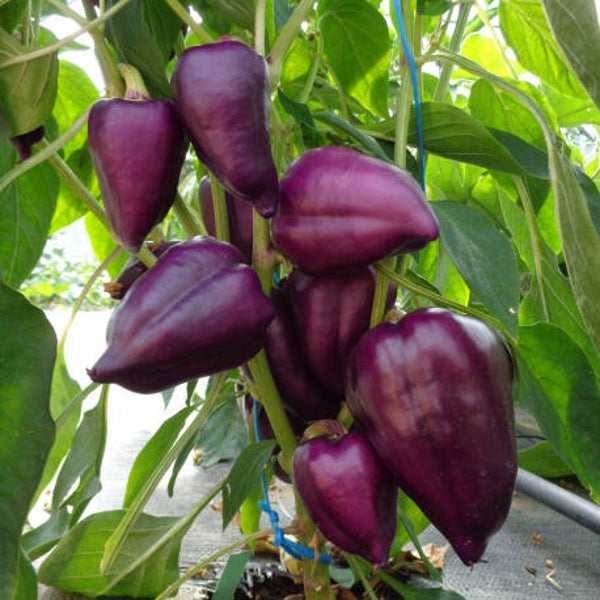 Poivron violet Oda