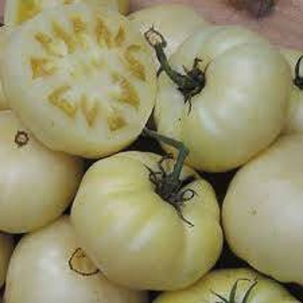 Tomate Grosse Blanche graines