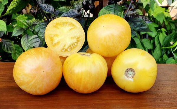 Tomate Yellow Furry Boar graines