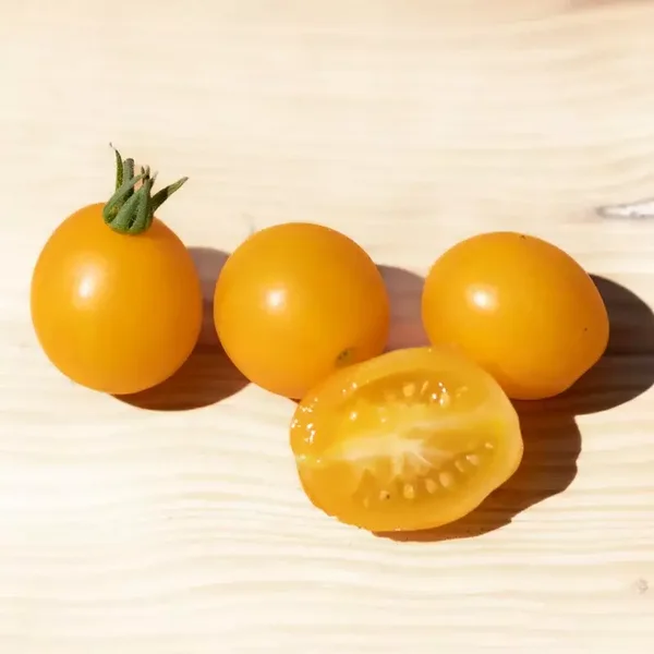 Tomate cerise Yellow Centiflor Hypertress Cherrt