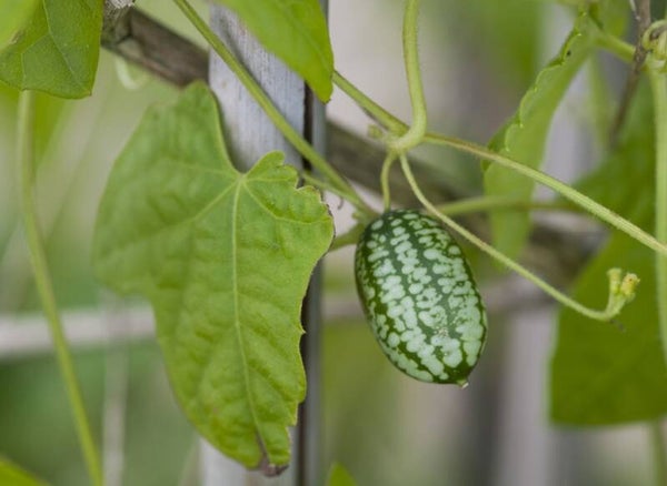 Concombre du Mexique (cucamelon) graines
