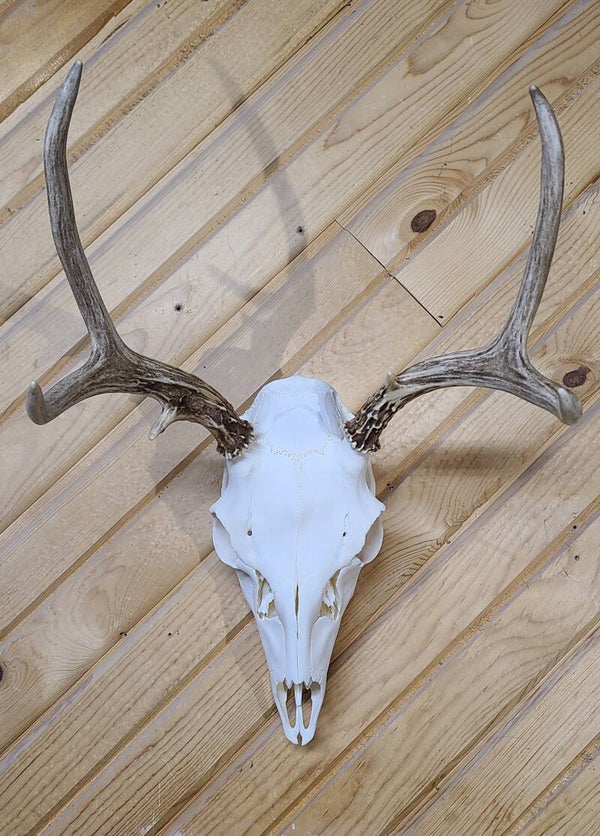 Mule Deer European Skull Mount