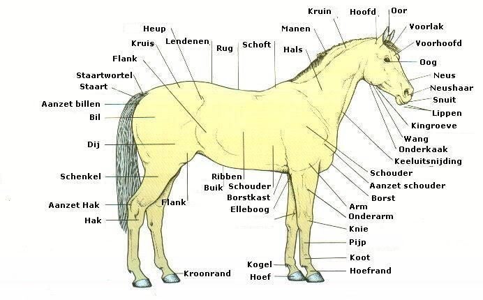 Voorganger onwettig Integreren Paarden Anatomie | Natuurlijk-paard