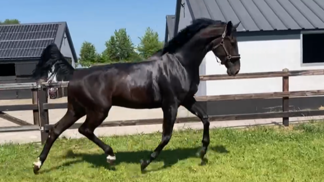 Paarden | Schoemaker Sporthorses