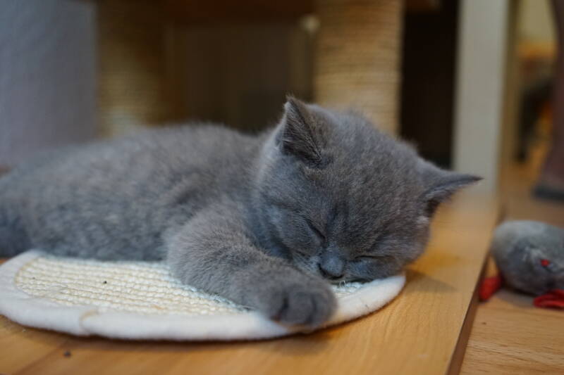 Baby sieben Wochen alt