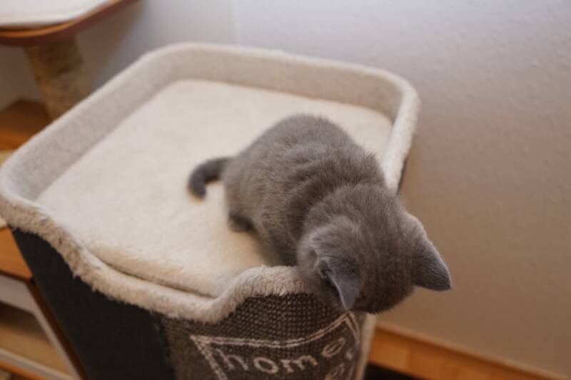 Baby sieben Wochen alt