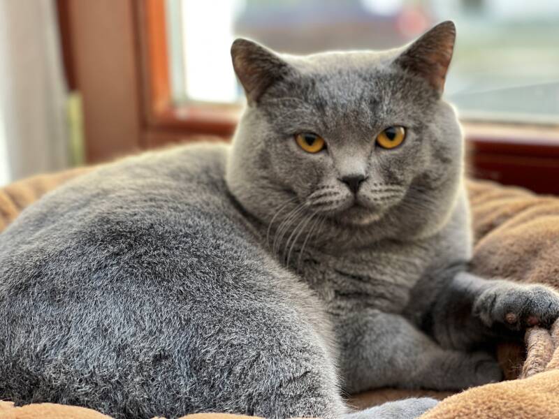 Kater Arthus vom Hallgrund