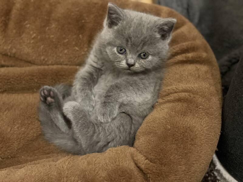 Baby sieben Wochen alt