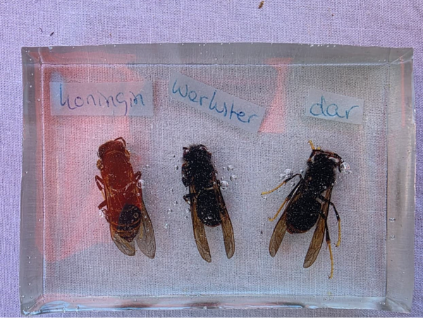 Verschillende insecten in epoxy 4