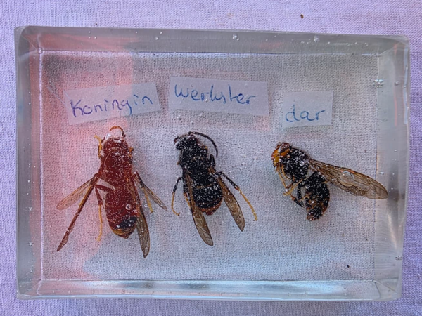 Verschillende insecten in epoxy 2