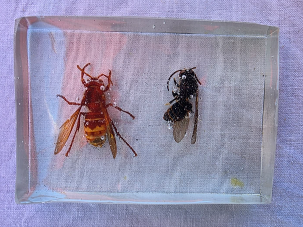 Verschillende insecten in epoxy 5