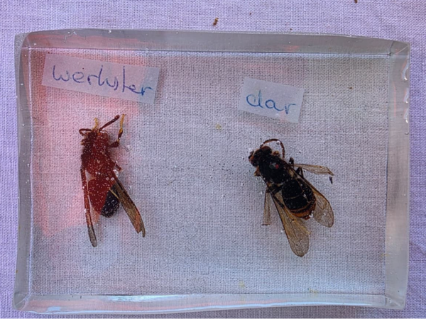 Verschillende insecten in epoxy