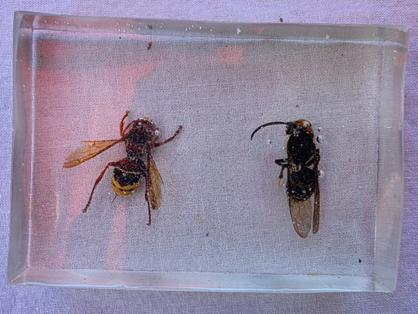Verschillende insecten in epoxy 3