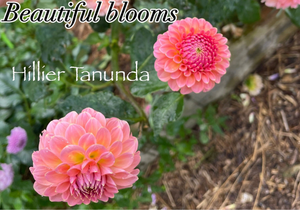 Hillier Tanunda