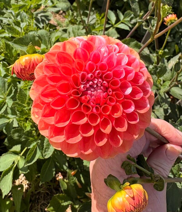Florelie Angostura