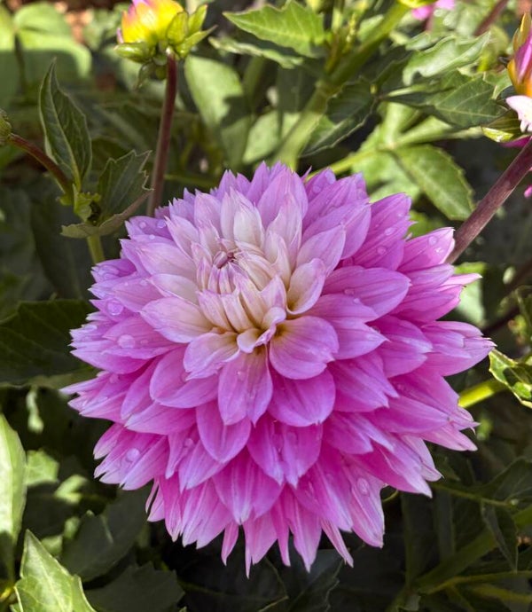 Florelie Tutu